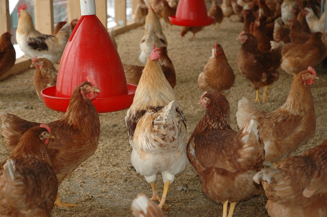 Débuter avec des poules : le kit indispensable pour son poulailler