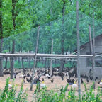 Filet de Protection Anti-Rapaces Poulisol
